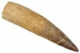 Bargain, Real Fossil Spinosaurus Tooth - Reconstructed Root #351616-1